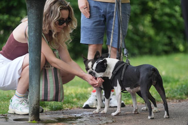 <p>Protecting pets from the pain of sunburn is important</p>