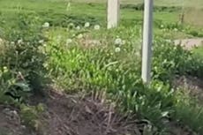 Dozens of Russian warplanes destroyed in Ukrainian drone attack, claims Kyiv