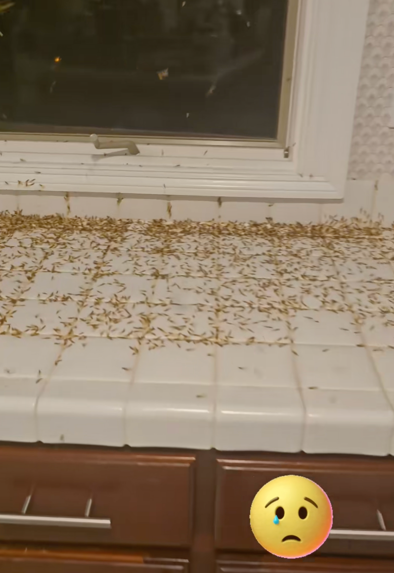 Piles of the bugs were seen across swathes of the large house in Louisiana