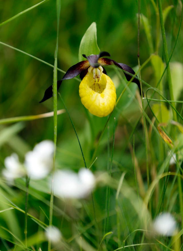 <p>A lady’s-slipper orchid, on display in The Yorkshire Garden at the RHS Chelsea Flower Show, London</p>
