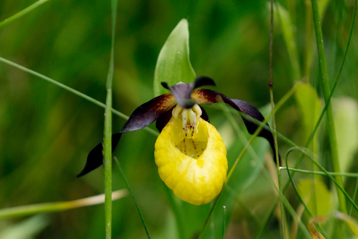 Flower once nearly extinct found in the wild for first time in a century