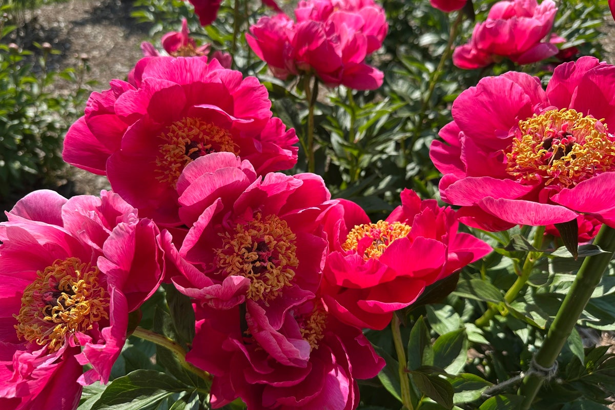 Bustling crowds and bus rides are part of the annual peony pilgrimage to Michigan
