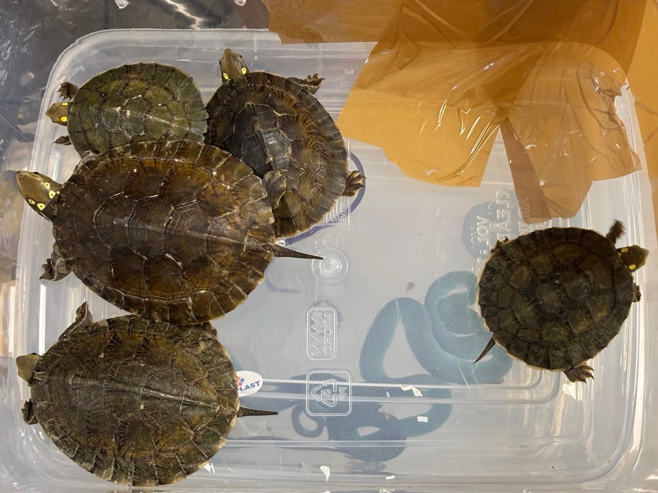 Asian leaf turtles are native to Southeast Asia and known for their distinctive leaf-like carapace