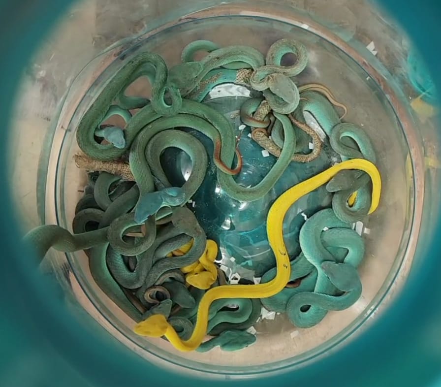 Pit vipers found in Indian man’s luggage at Mumbai airport
