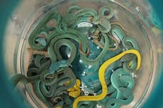 Man caught at airport with 52 live venomous snakes and exotic animals