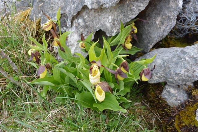 <p>Lady’s-slipper orchids growing below a rock</p>