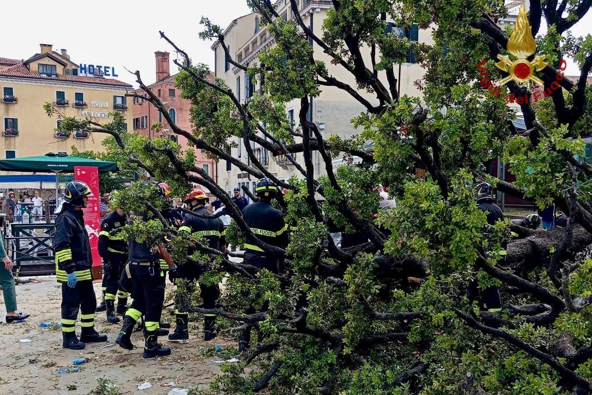 A falling tree in Venice injures a dozen people, including foreign tourists