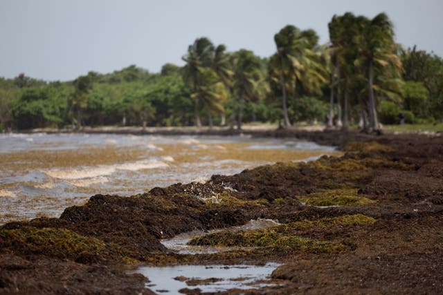 <p>A record amount of sargassum seaweed amassed across the Caribbean </p>