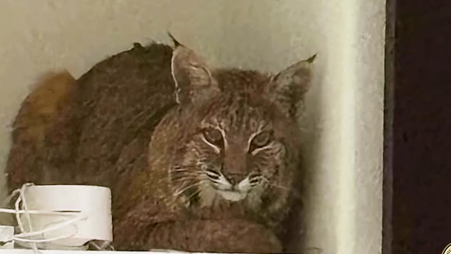 <p>Homeowner unimpressed with cop's attempt to get bobcat out of her house with laser pointer</p>