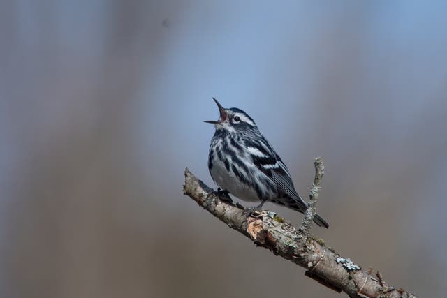 Gardening-Noise Pollution