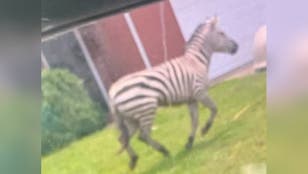 Escaped zebra spotted running around Tennessee