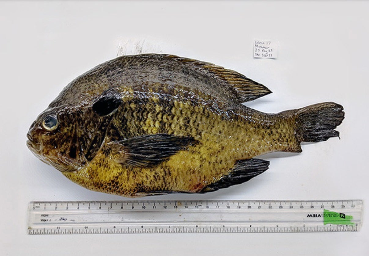 <p>More than 90 percent of freshwater fish game in Southern California contain a parasite that’s capable of leading to rare but severe health outcomes in humans. The fish included this bluegill and largemouth bass</p>