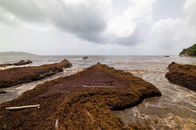 CARIBE-SARGAZO