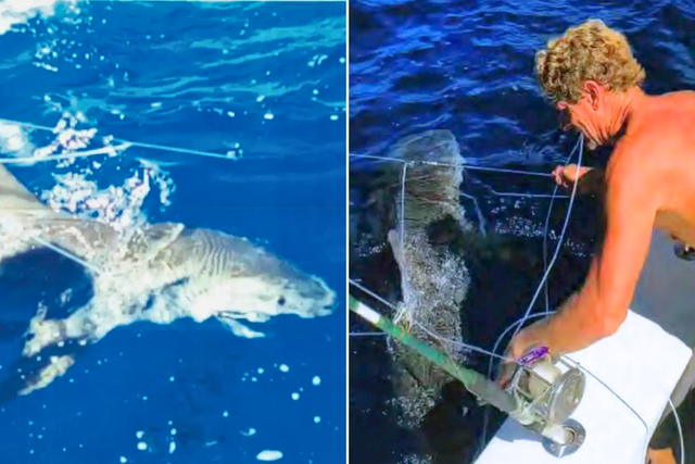 <p>The men freed the sharks believing they had been fished illegally</p>