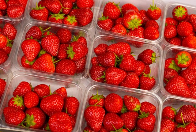 <p>Weather conditions have resulted in strawberries that are sweeter and larger</p>