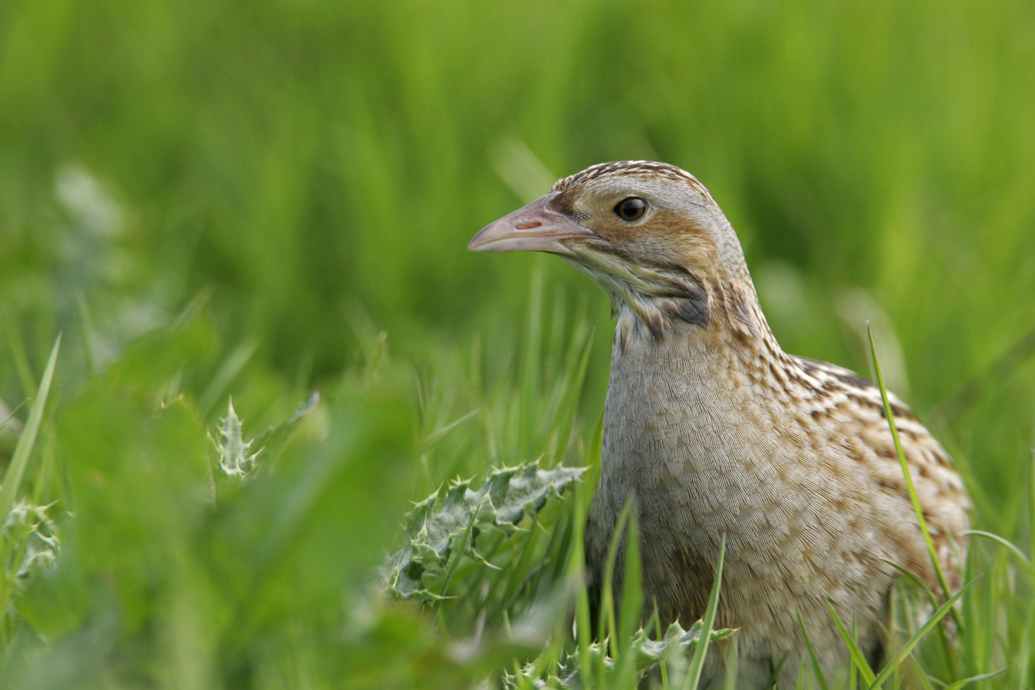 Corncrake had faced extinction from Northern Ireland (PA)