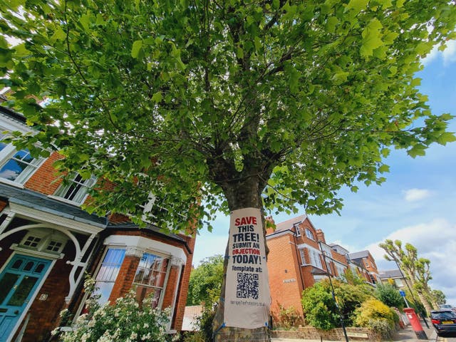 <p>Haringey Tree Protectors says the council's claims that the tree has caused root damage are unsubstantiated</p>