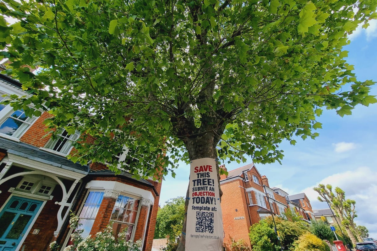 Campaigners fight to save 120-year-old tree from irrational' local council