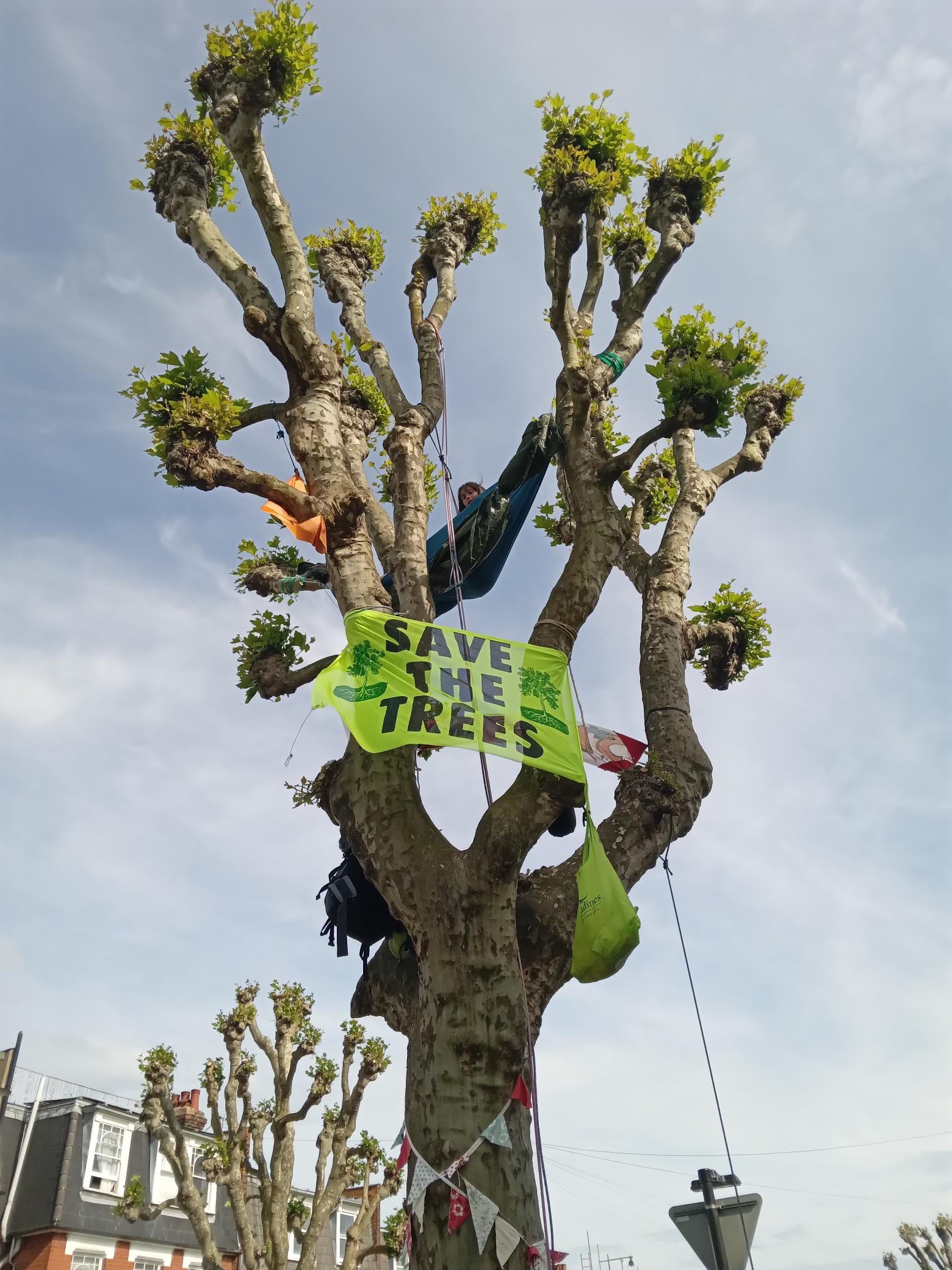 Harringey Council in North London has said the tree must be removed because it has caused damage to properties nearby