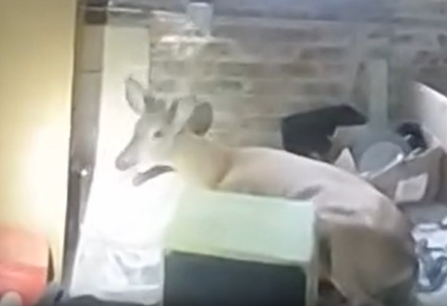 <p>Deer breaks into hair salon</p>