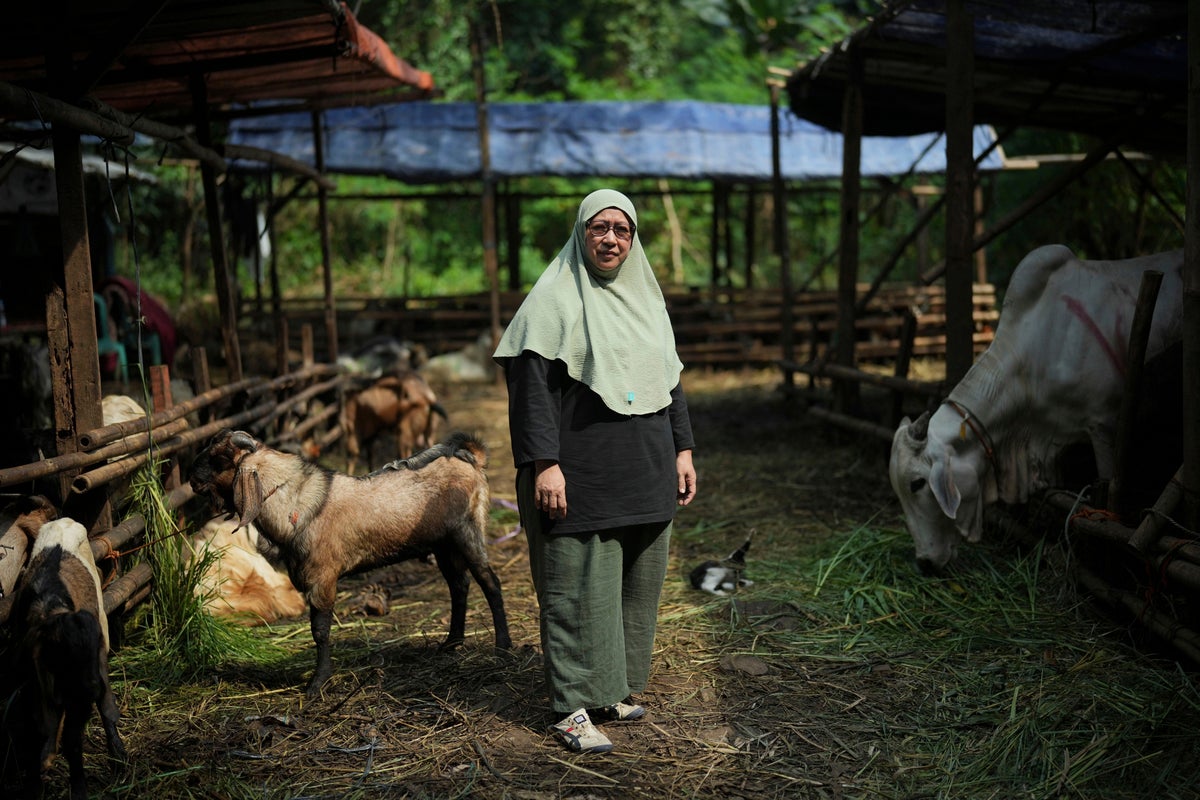 AP PHOTOS: An Indonesian woman thrives in male-dominated cattle trading ahead of Eid al-Adha