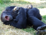 Chimpanzees are aping robots and scientists are scratching their heads