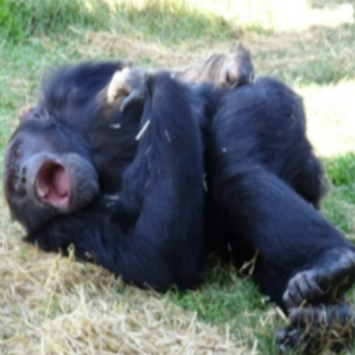 Chimpanzees I Gcrainn Chimpanzee Cheer: Video Of Reunion Between