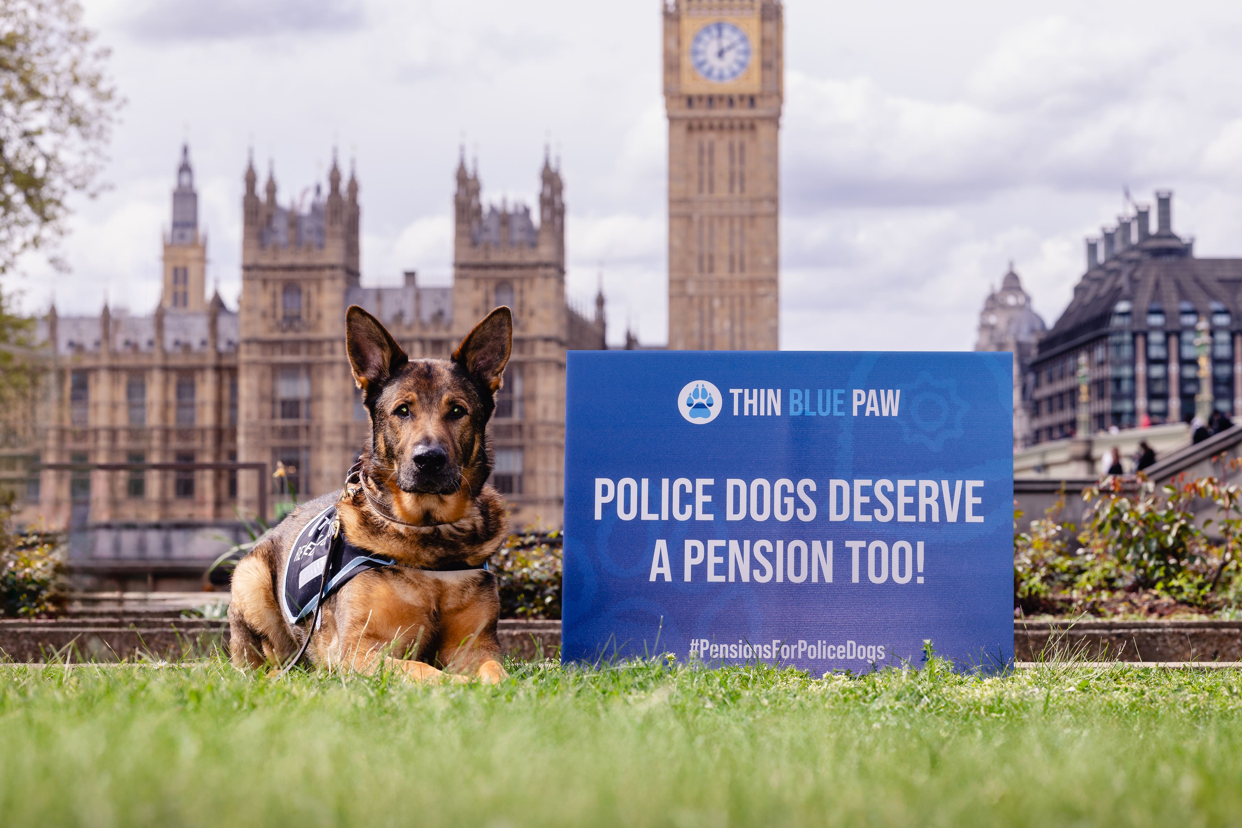 The Thin Blue Paw Foundation is campaigning for retired police dogs to receive pensions
