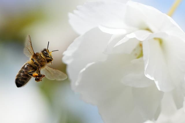 Bees pollinating a Cherry tree in Athy, Co Kildare (Niall Carson/PA)