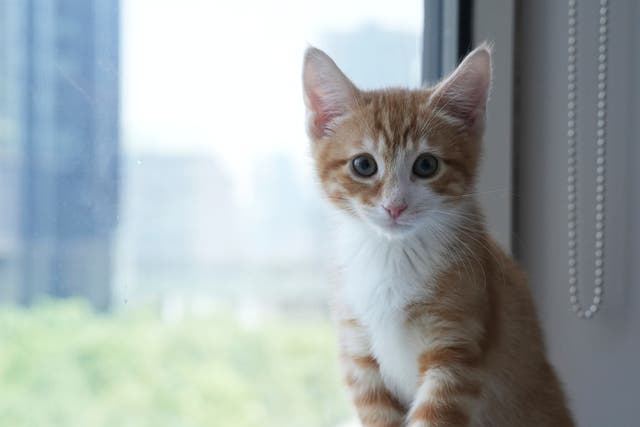 US-Kitten Season