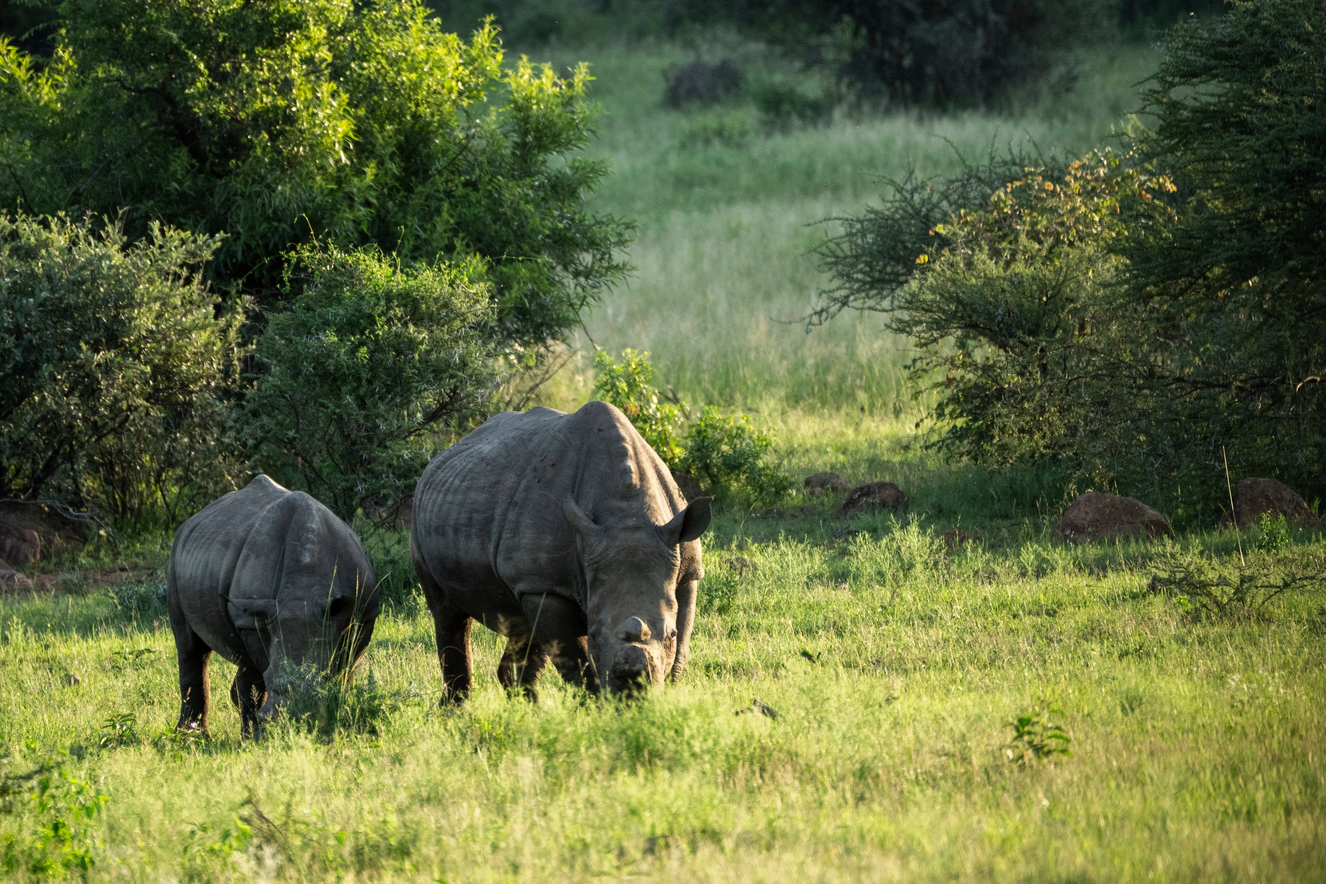 South Africa De-horning Rhinos
