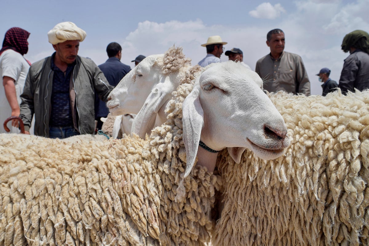 Drought, rising prices and dwindling herds undercut this years Eid al-Adha in North Africa