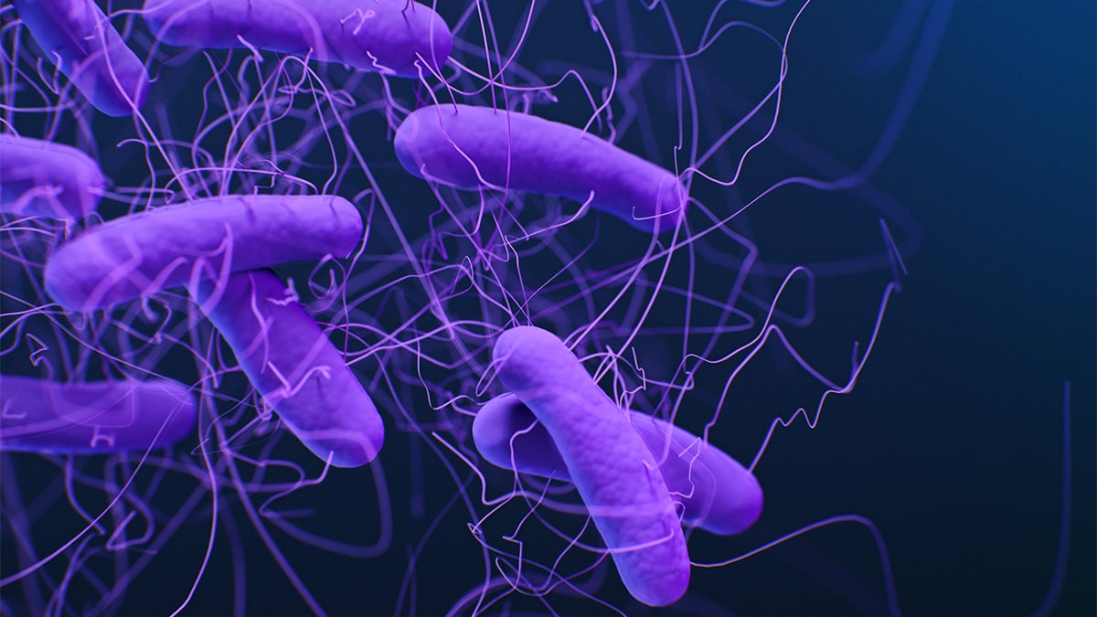 Fecal transplants are often used to help people with C. diff bacterial infections.