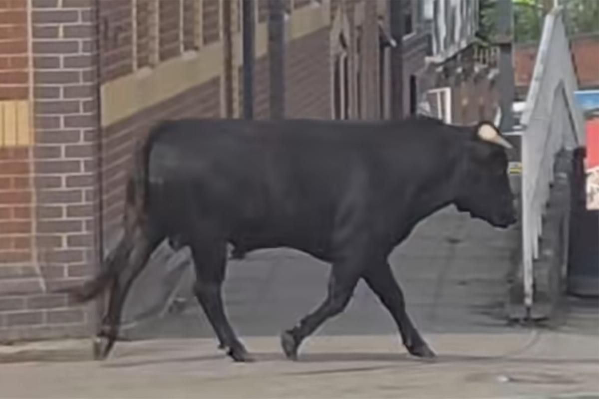 Bull on the loose charges through streets of Birmingham