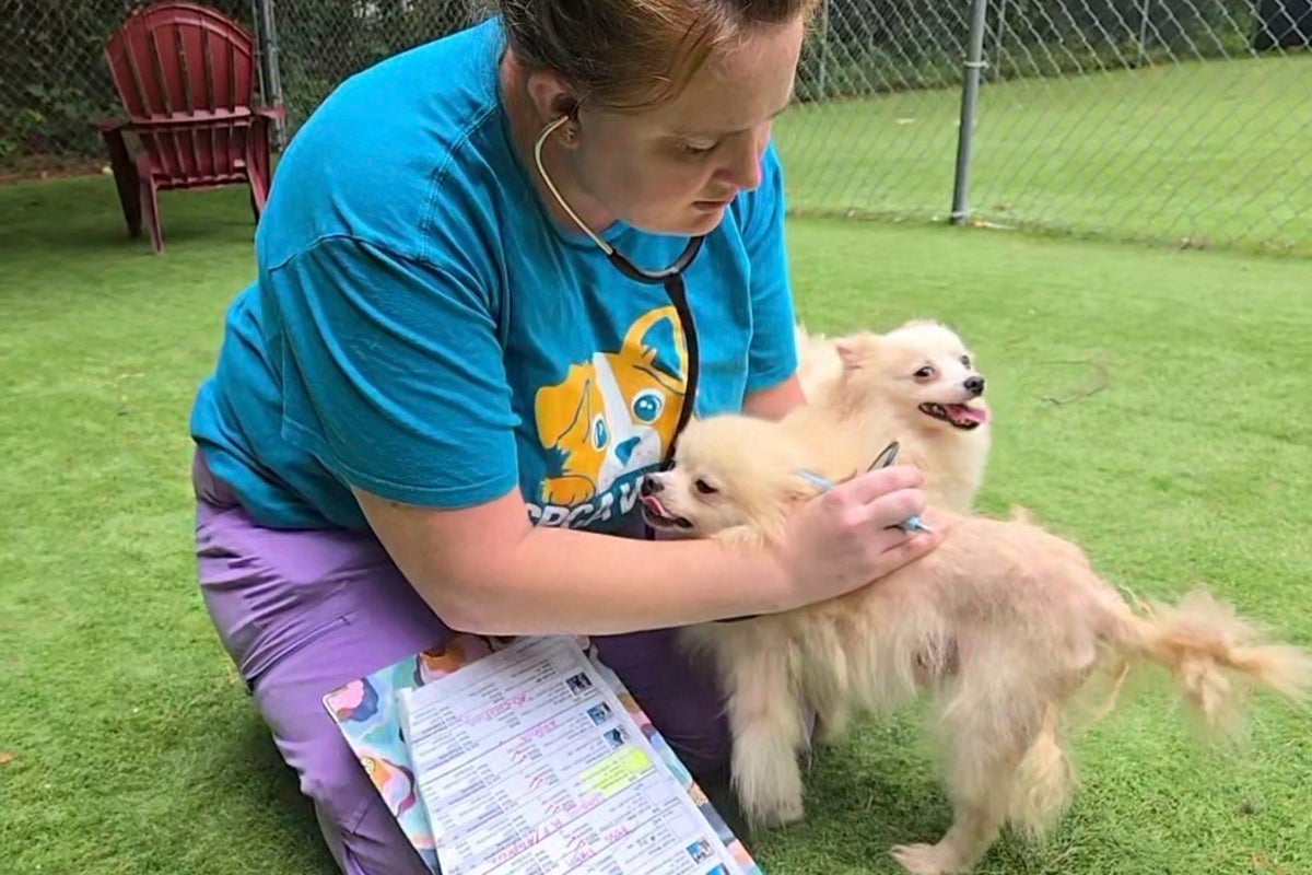101 dogs living in packed, filthy conditions removed from North ...
