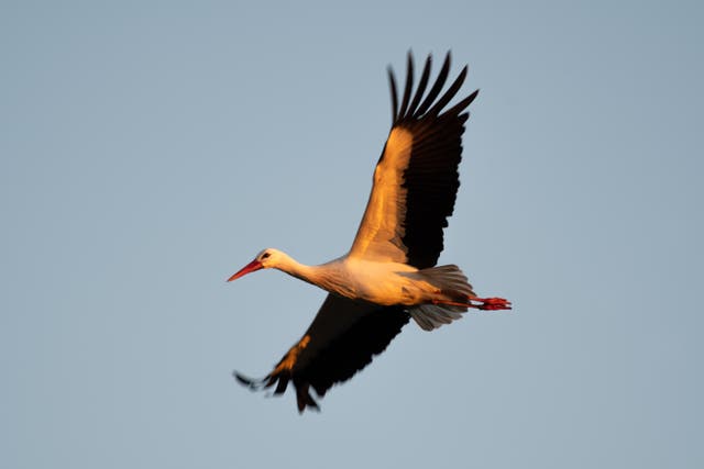 <p>Storks can be seen in the skies above Knepp (Charlie Burrell/Knepp/PA)</p>