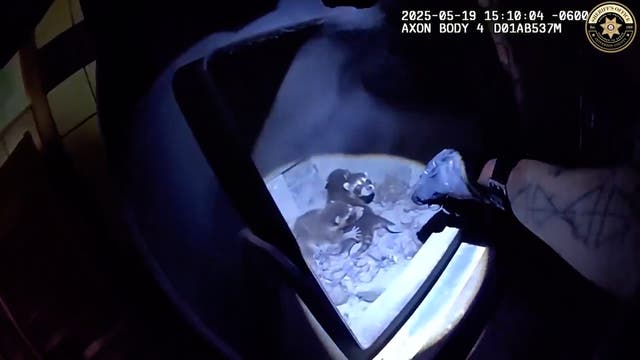 <p>Family of raccoons rescued from wood-burning stove</p>