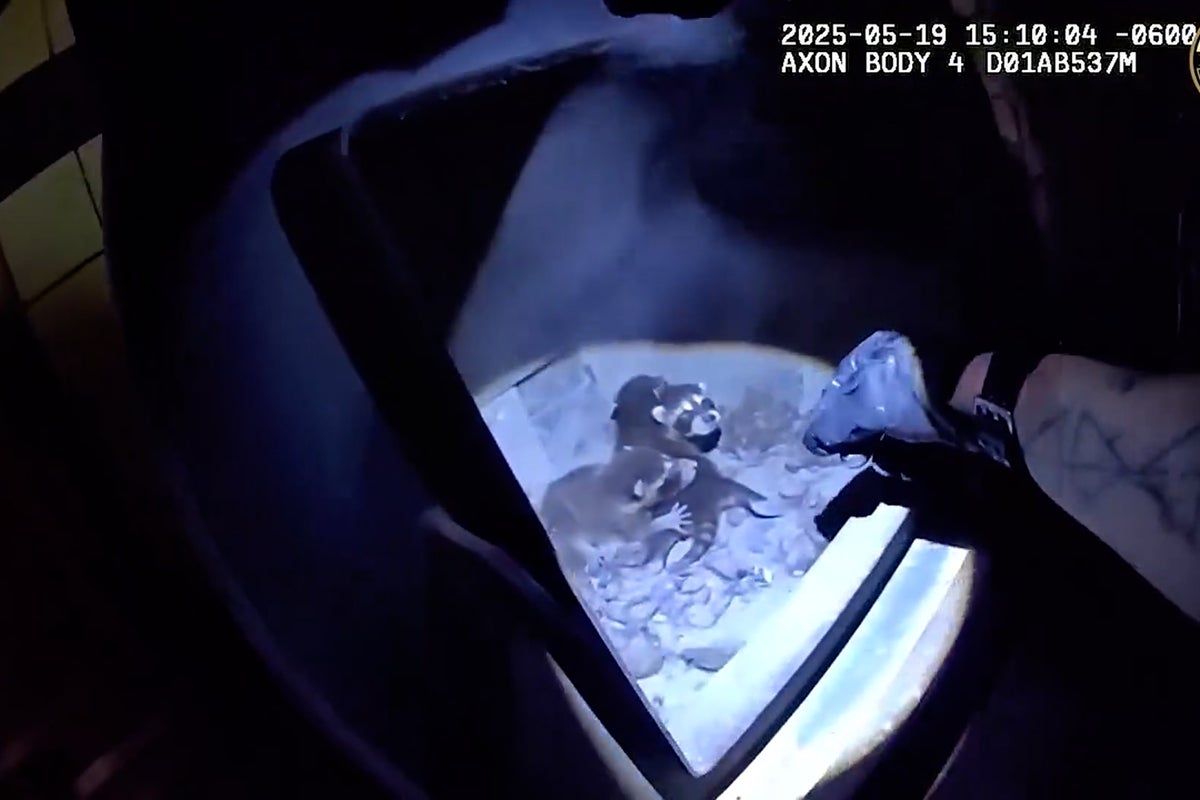 Watch: Family of raccoons rescued from wood-burning stove