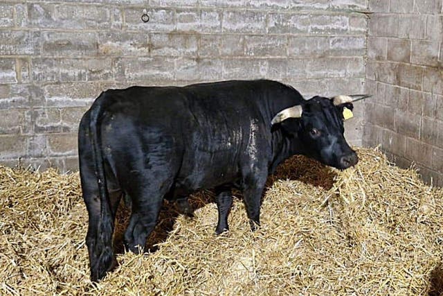 A bull which has been named Liam after being rescued by Norfolk’s Hillside Animal Sanctuary after being seen running along roads in Birmingham 