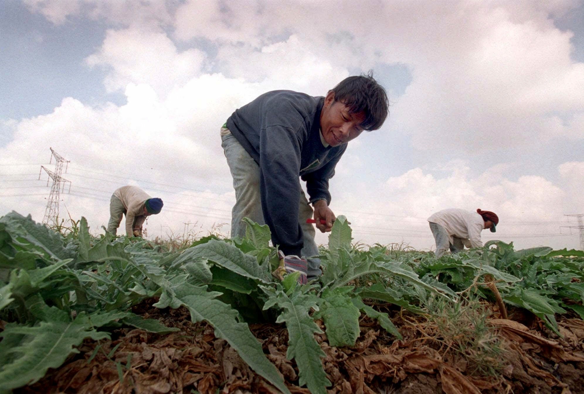 Thailand Gaza Hostages Explainer