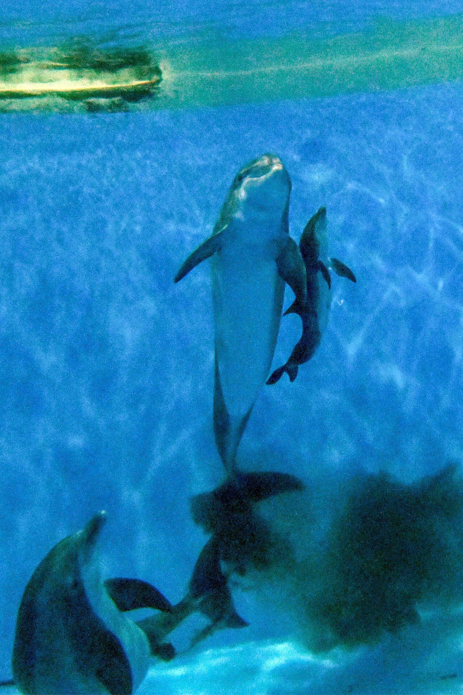 Dolphin Calf Birth
