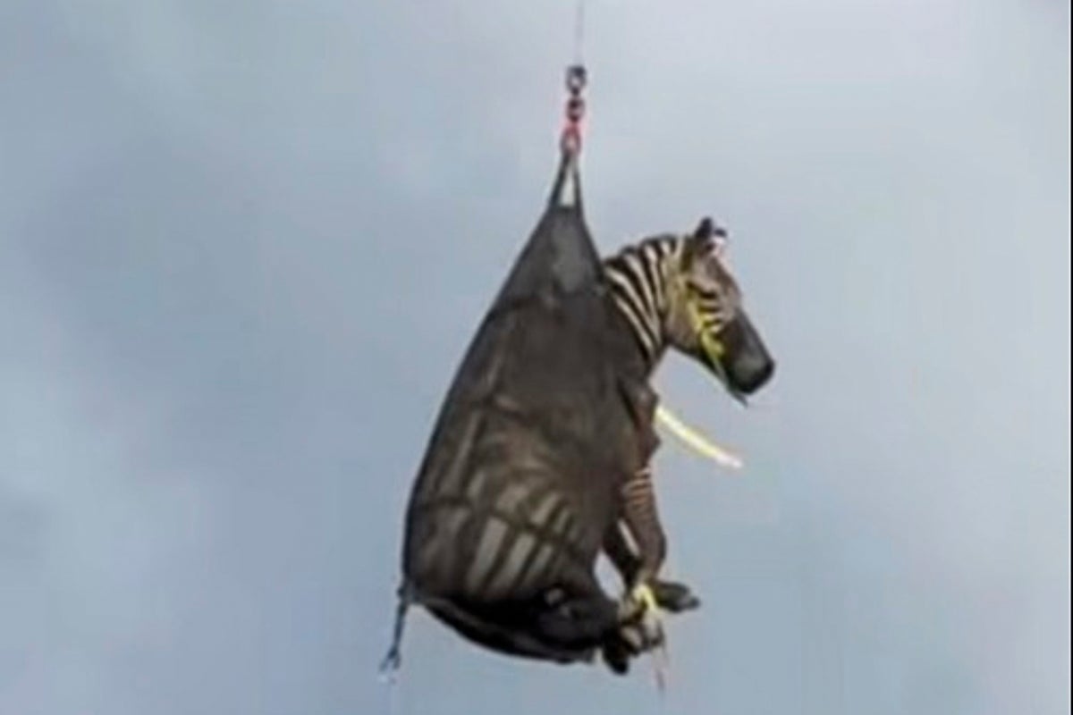 https://static.independent.co.uk/2025/06/08/18/Zebra_on_the_Loose_70628.jpg?width=1200&height=800&crop=1200:800