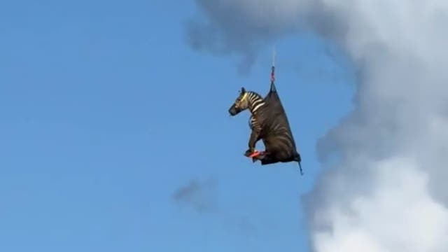 <p>Runaway pet zebra is rescued and airlifted to safety in Tennessee</p>