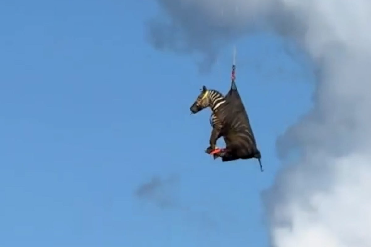 Watch: Runaway pet zebra named Ed is rescued and airlifted to safety in Tennessee