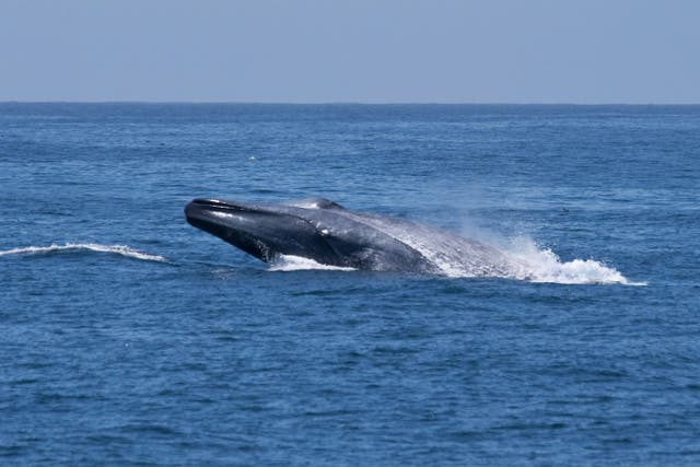 The UN Ocean Conference kicks off in Nice on Monday (Alamy/PA)