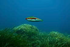 Oceans have absorbed heat of 1.7 billion atomic bombs, scientists warn as UN summit opens in Nice