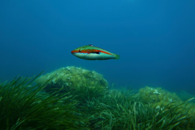 <p>A rainbow wrasse swims in the protected area of France's Port-Cros National Park ahead of the UN Ocean Conference</p>