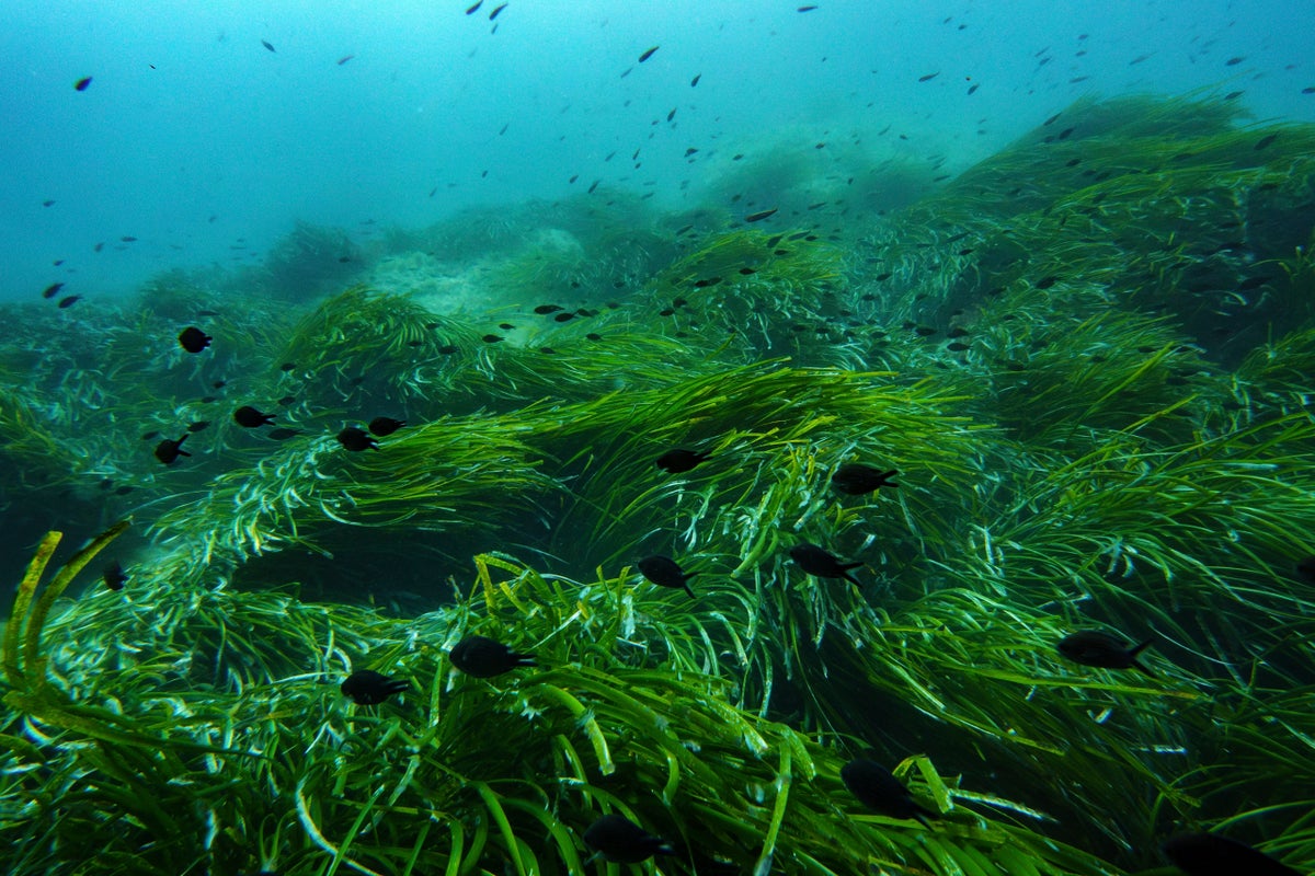 As the UN Ocean Conference opens in France, a push to turn promises into protection
