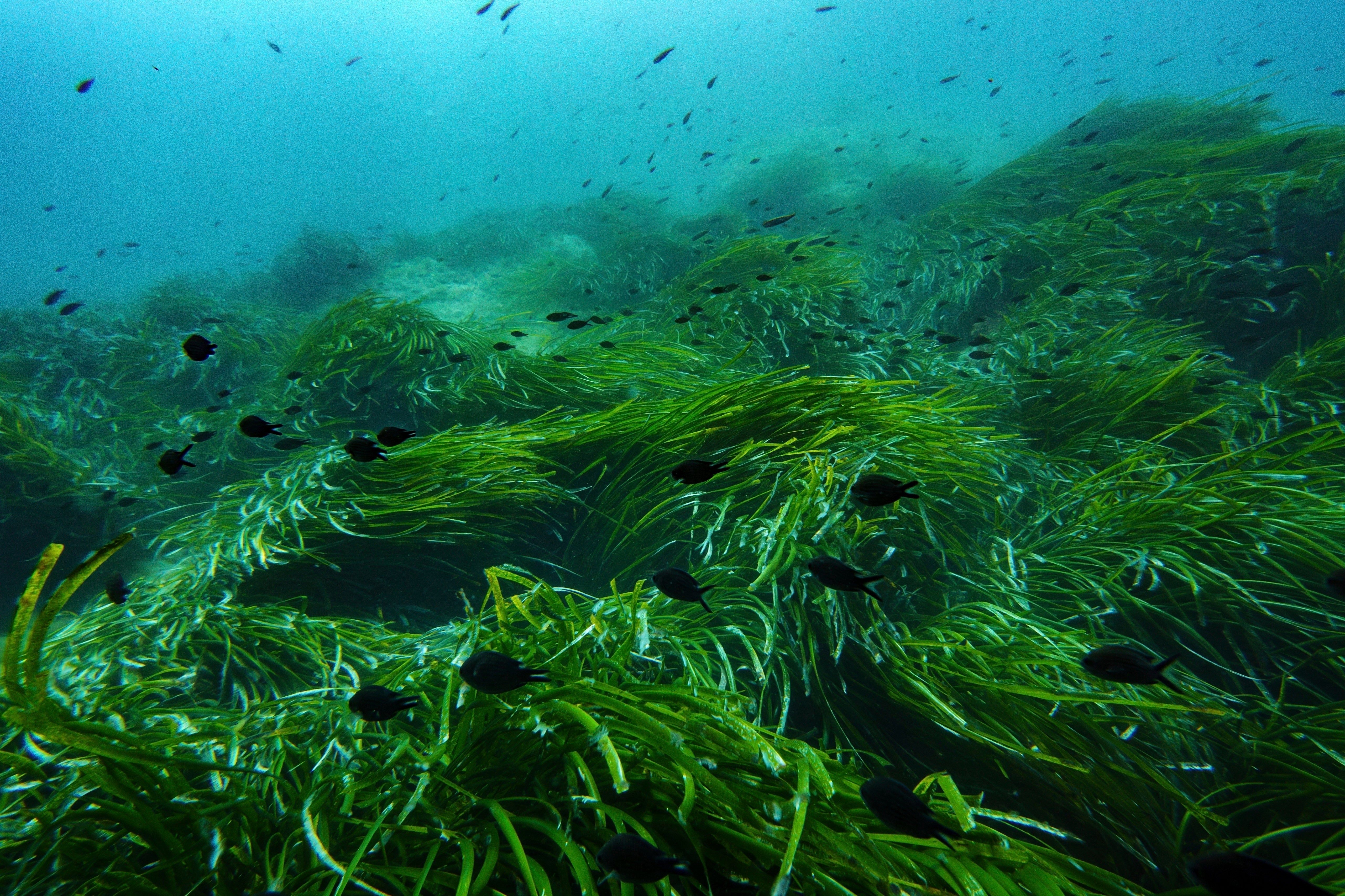 FRANCIA-CUMBRE OCÉANOS