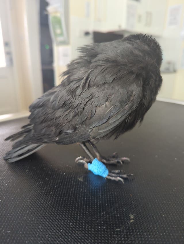 <p>Lee Jefferson had failed to seek medical treatment for two wild birds he was keeping in his house </p>